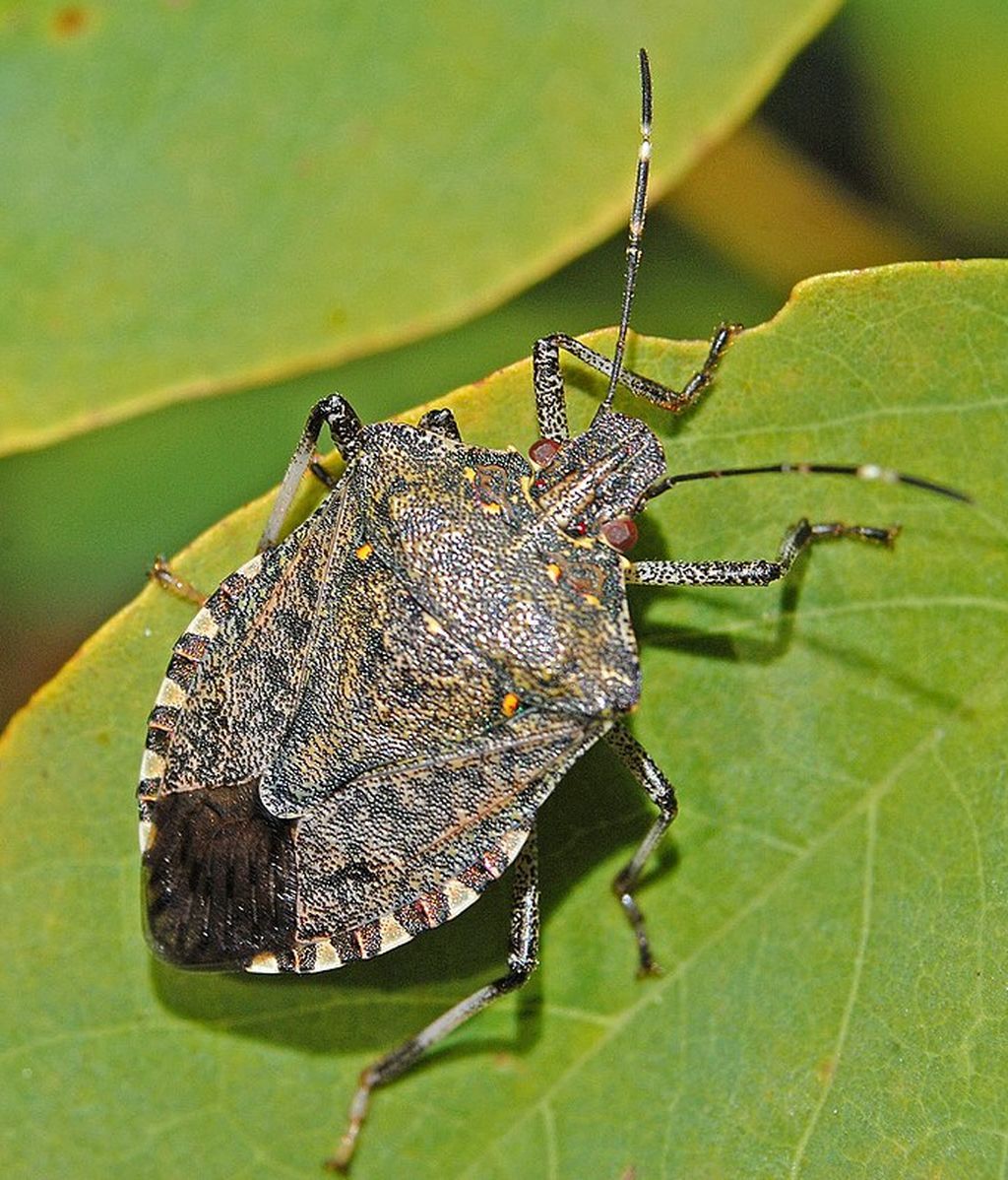 800px-Pentatomidae_-_Halyomorpha_halys-001