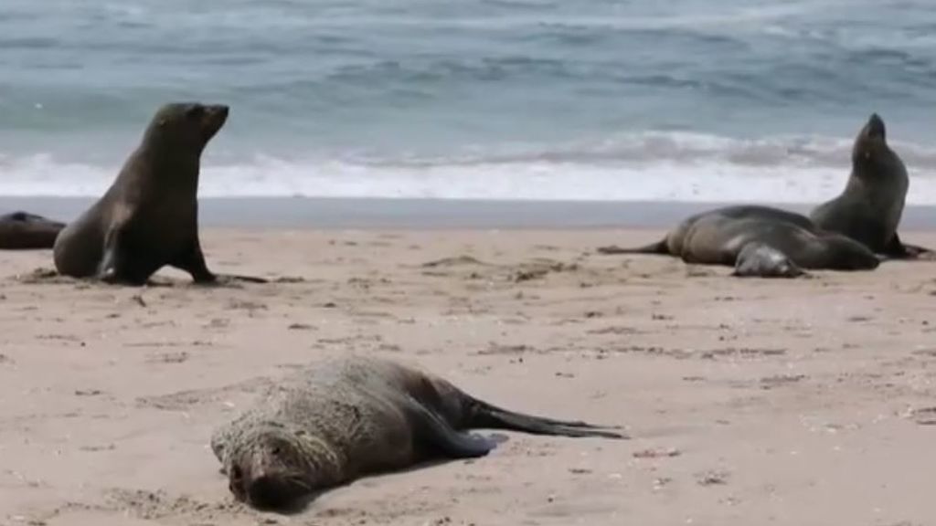 Hallan 7.000 focas muertas en las costas de Namibia