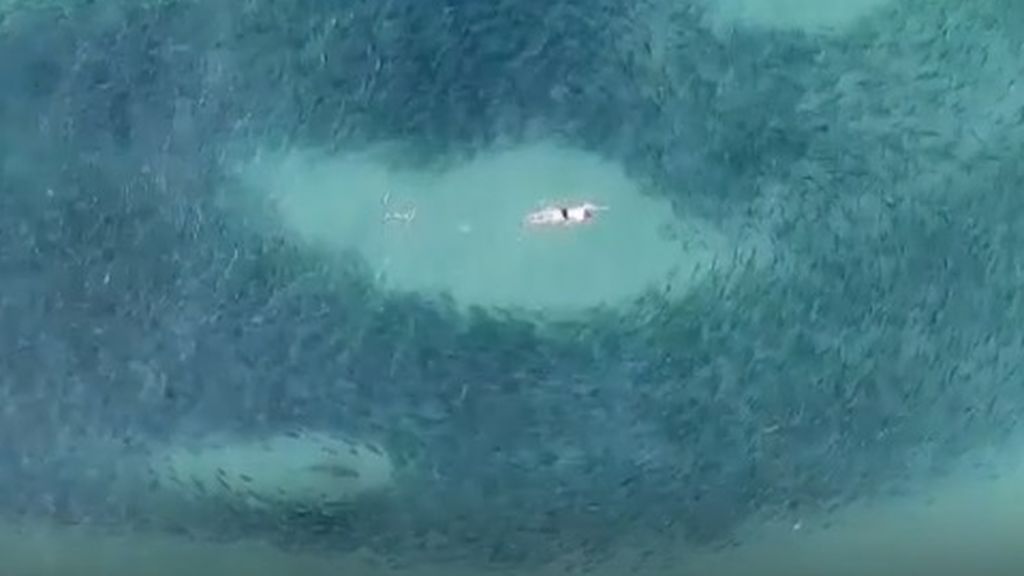 Las impactantes imágenes captadas por un dron de un grupo de bañistas nadando junto a peces y tiburones
