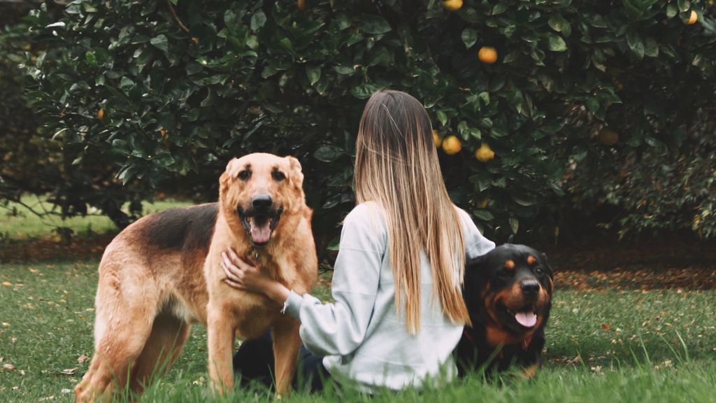 Dietas caninas llenas de beneficios: qué frutas que pueden comer los perros y cómo hay que dárselas