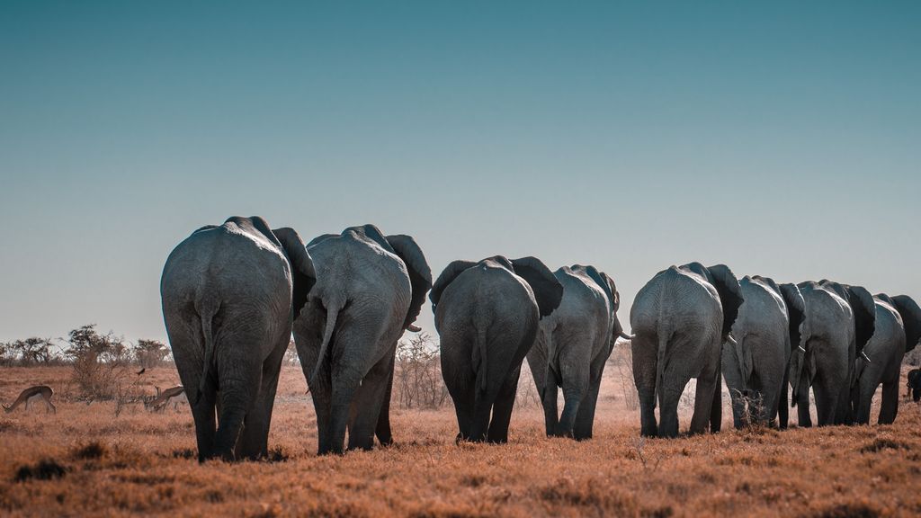 La brutal historia de la caca de elefante. Esta empresa india la usa para fabrical papel