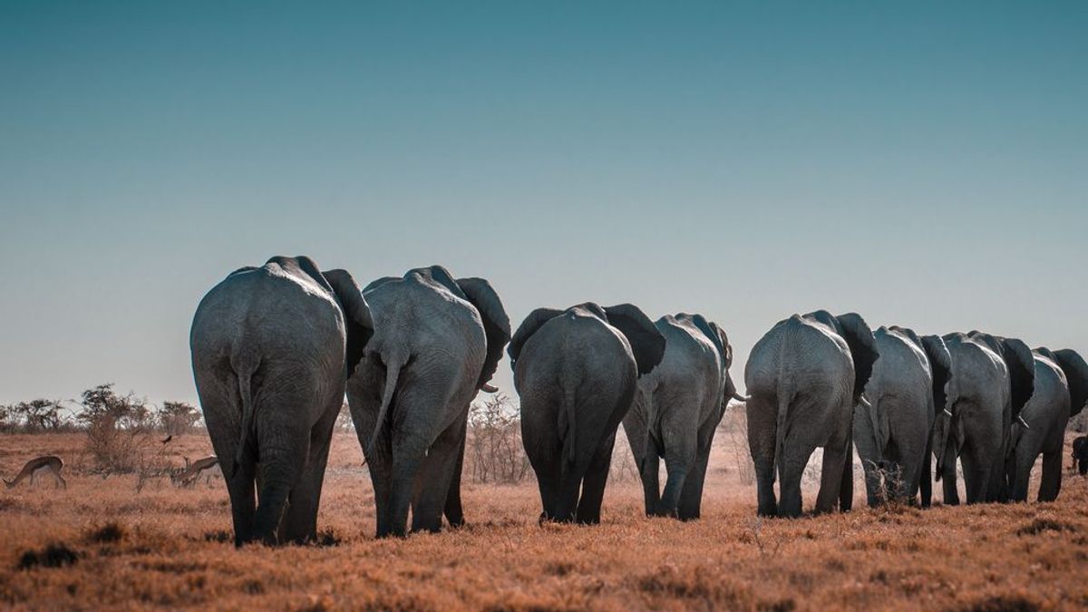 La brutal historia de la caca de elefante. Esta empresa india la usa para fabrical papel