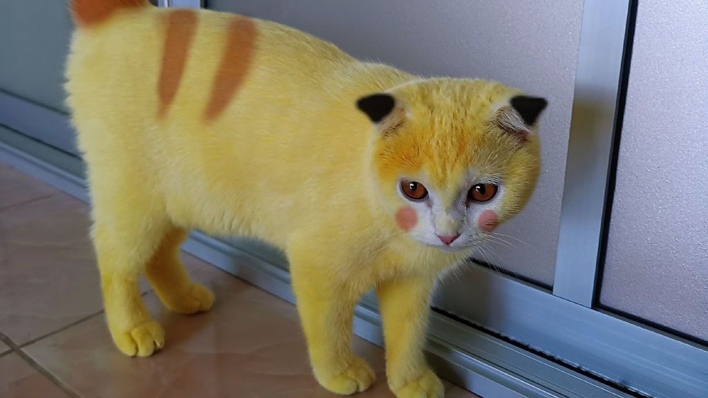 El gato Pikachu El gato Pikachu
