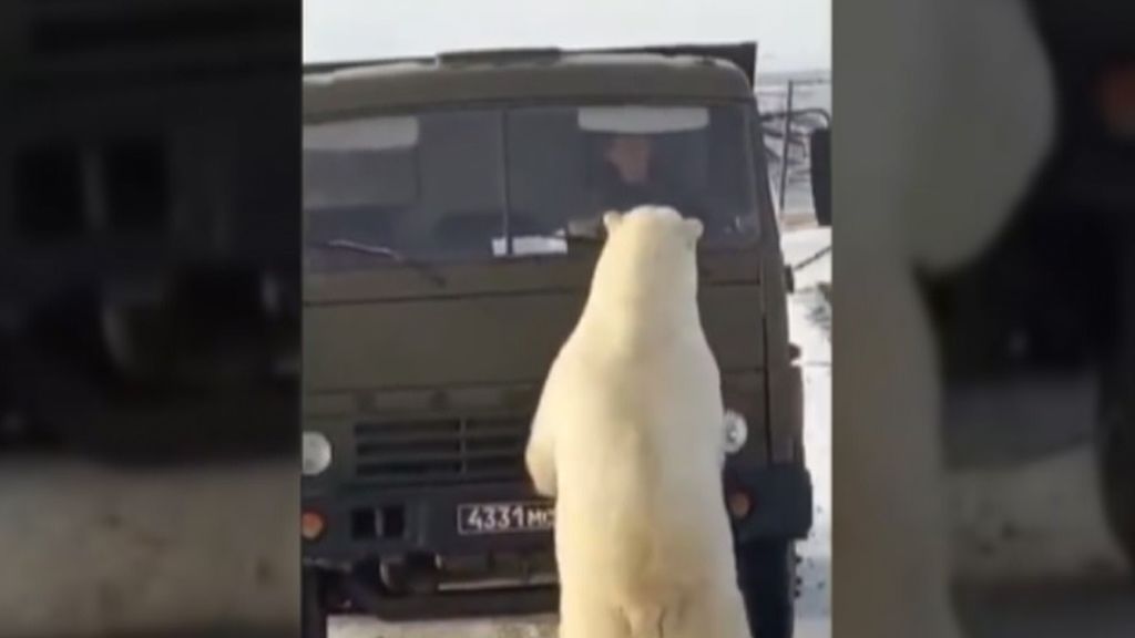 Una decena de osos polares rodean un camión de la basura en Rusia en busca de comida
