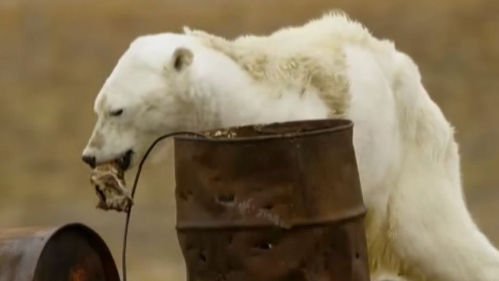 La mayoría de osos polares están hambrientos por el deshielo