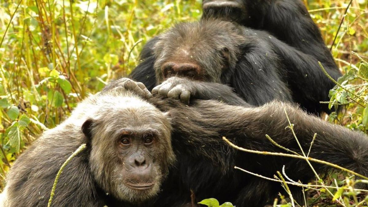 Los chimpancés prefieren pasar su vejez con los amigos de toda la vida, como los humanos