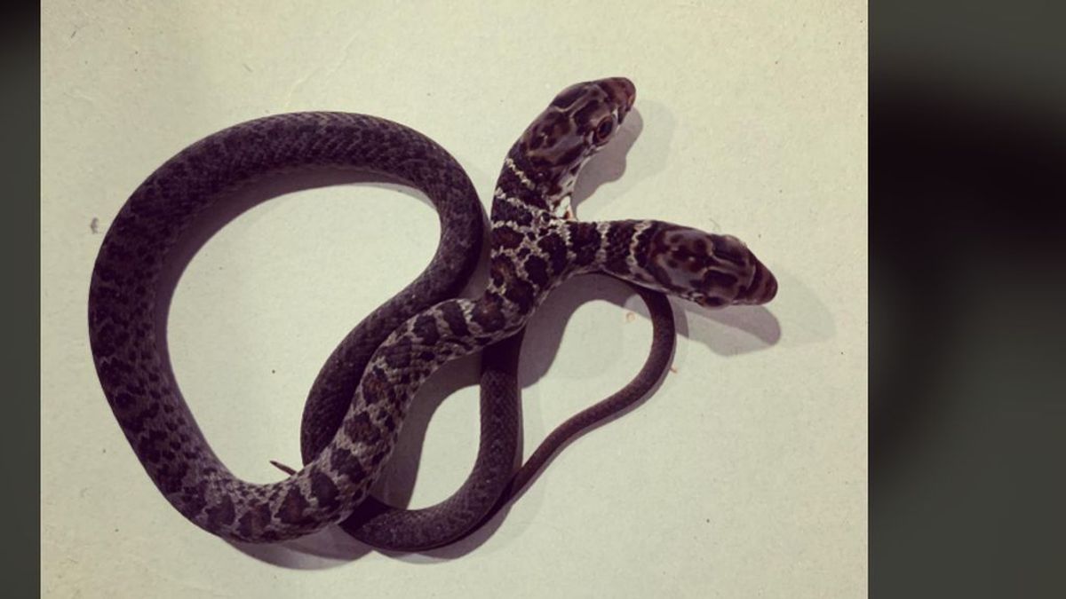 La serpiente con dos cabezas encontrada en Florida