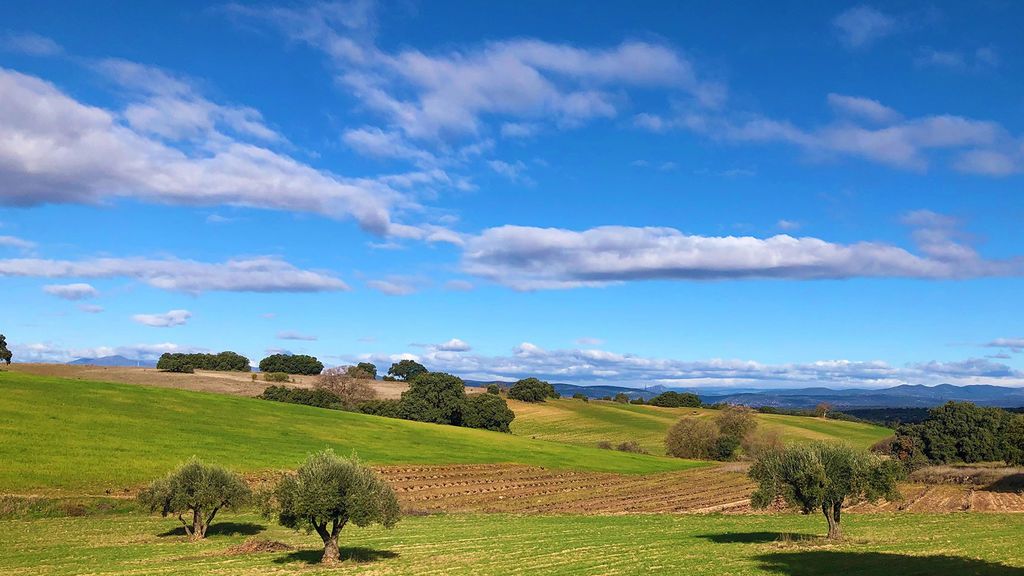 El bosque del recuerdo, el final ecológico, sostenible y legal para las cenizas de un ser querido El bosque del recuerdo, el final ecológico, sostenible y legal para las cenizas de un ser querido