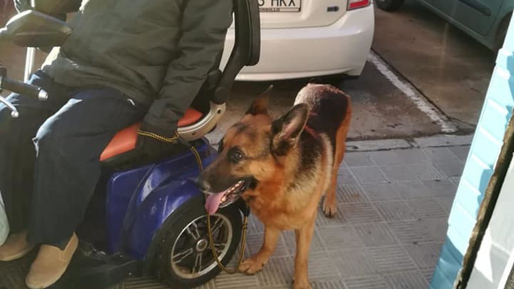 Pepe, el enfermo de ELA que busca una familia para su perro Danko: “Es muy bueno” Pepe, el enfermo de ELA que busca una familia para su perro Danko: “Es muy bueno”