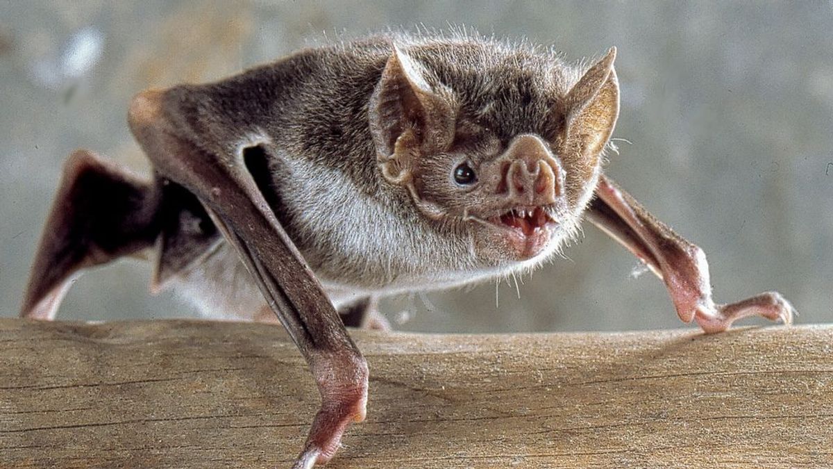 Los murciélagos vampiro respetan la distancia social con sus compañeros cuando enferman