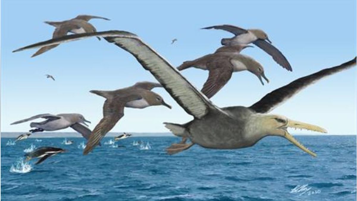 Las aves se volvieron gigantescas tras las desaparición de los dinosaurios