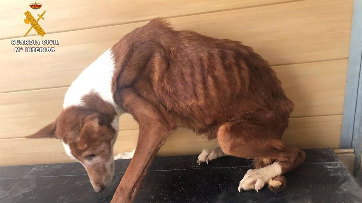 Víctimas colaterales del COVID: 120 protectoras denuncian que ha aumentado el maltrato animal Víctimas colaterales del COVID: 120 protectoras denuncian que ha aumentado el maltrato animal