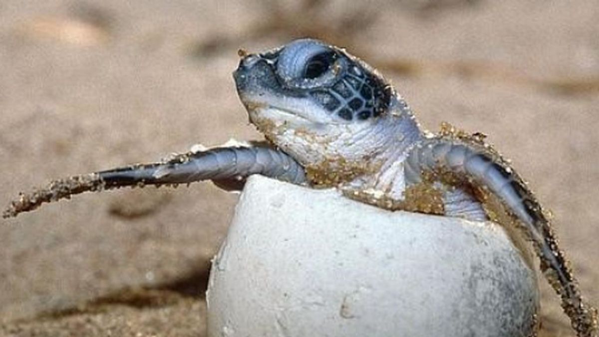 Eclosión de tortugas en Mexico