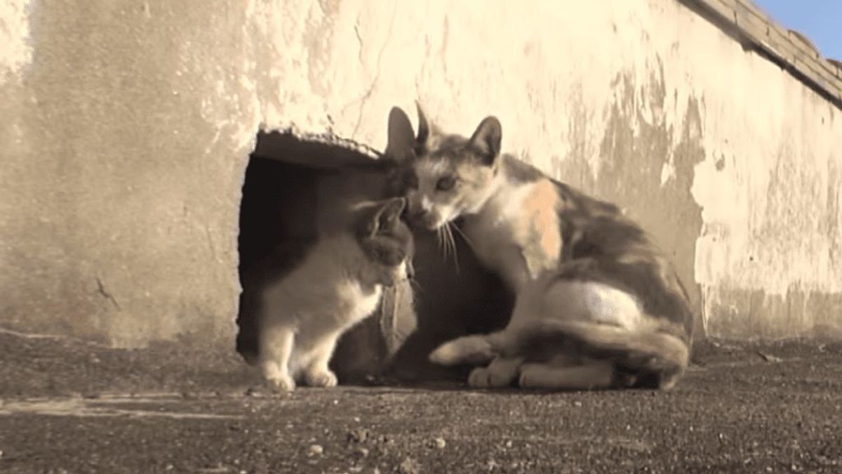 El amor incondicional de una gata por su cría discapacitada se hace viral en redes