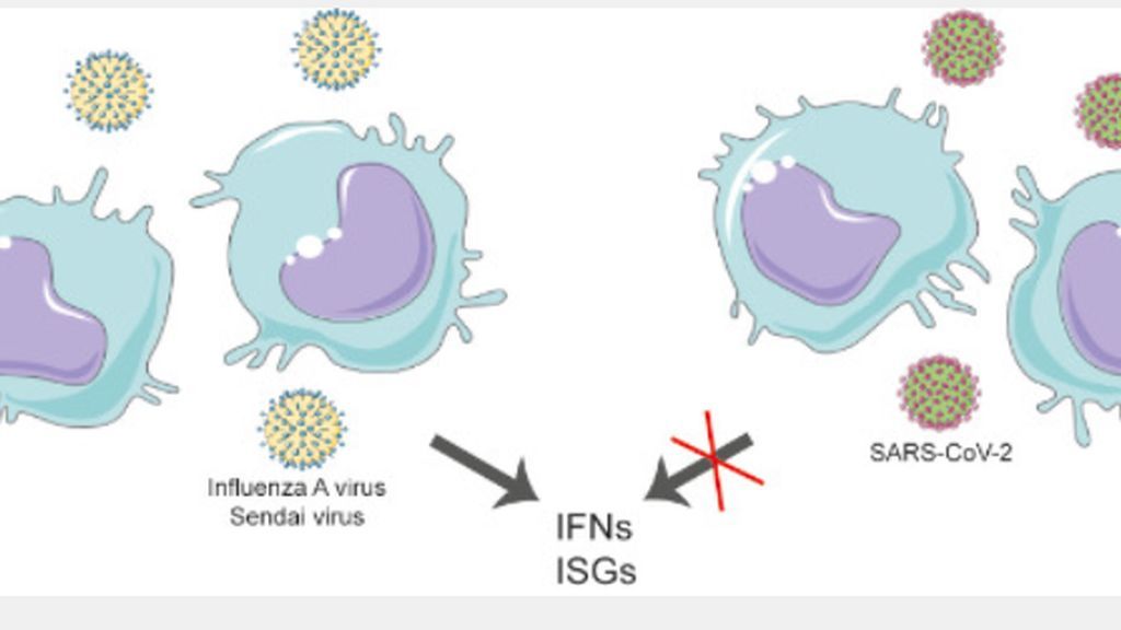 Investigadores daneses descubren por qué hay personas que no tienen