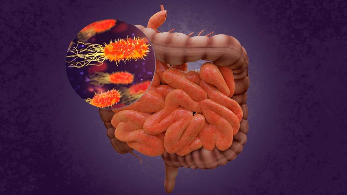 Los microorganismos que viven en el intestino humano pueden influir en el riesgo de contagio de coronavirus