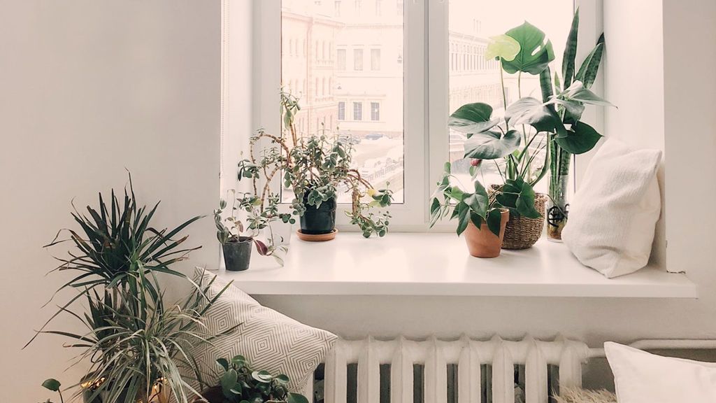 Escudo verde: plantas de interior para purificar el aire en pandemia y consejos de experta para saber elegir