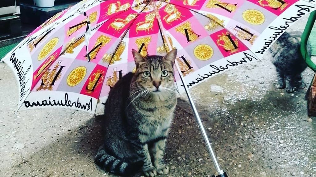 Un refugio de Barcelona acoge a gatos huérfanos por el coronavirus