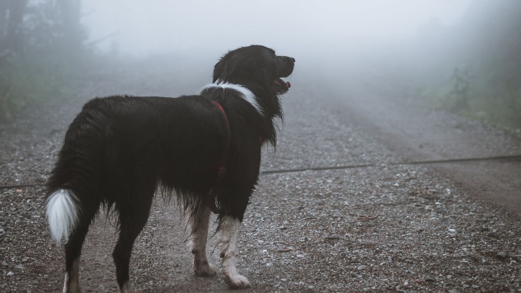 O les encanta o la odian: cuatro perros nos dan ideas para disfrutar de los días de lluvia