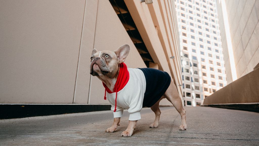 Influencers de cuatro patas: mascotas instagrammers a las que merece la pena seguir