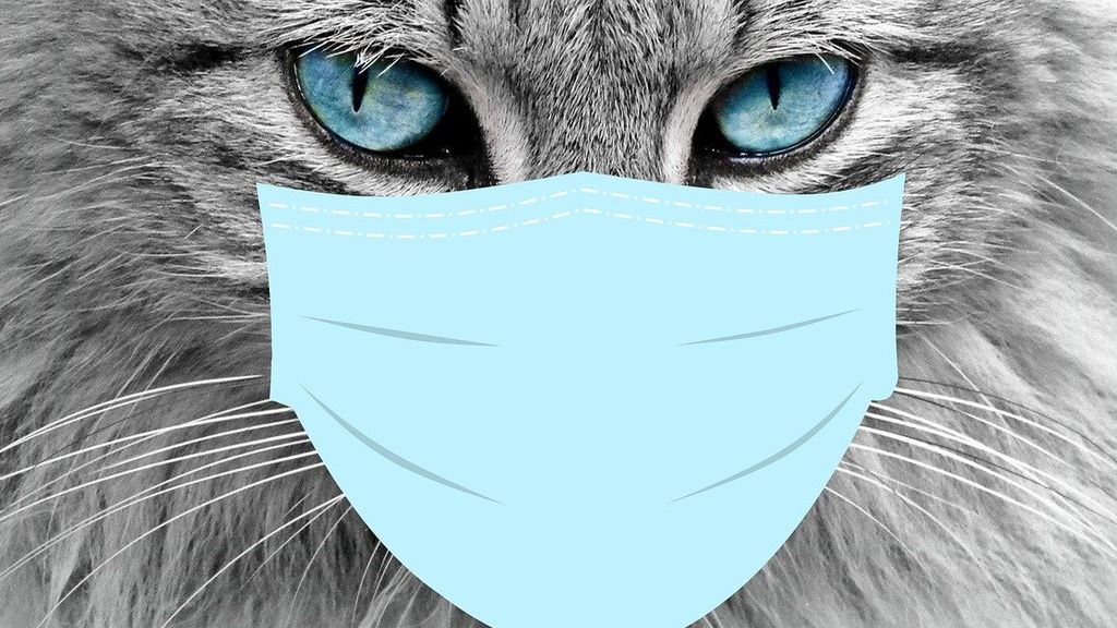 ¿¿Cómo evitar que nuestras mascotas se contagien? Los animales también deben mantener la distancia social ¿¿Cómo evitar que nuestras mascotas se contagien? Los animales también deben mantener la distancia social