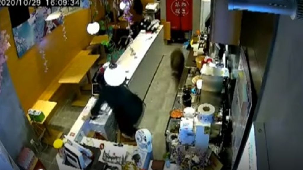 El particular intruso en una tienda de china: un jabalí macho de 100 kilos que pone todo patas arriba