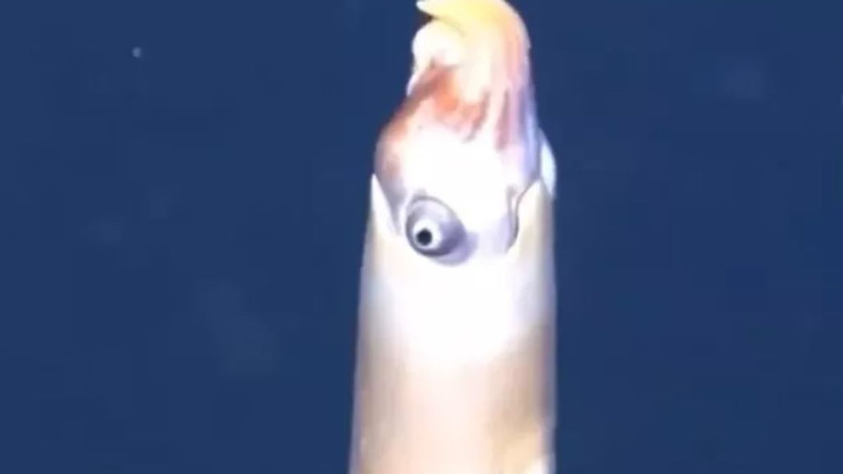 Científicos logran filmar a la Spirula, la criatura más rápida y escurridiza en las profundidades del mar