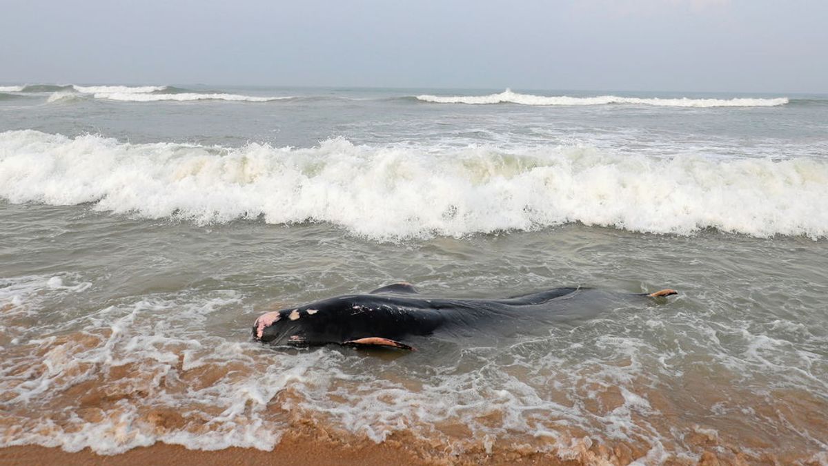 Una manada de cien ballenas, arrastrada tierra adentro en Sri Lanka