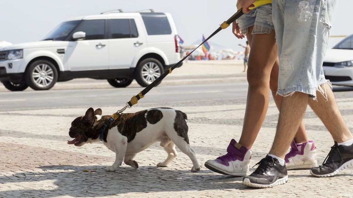 Lejía sí o no: así aconsejan los veterinarios desinfectar a los perros tras el paseo