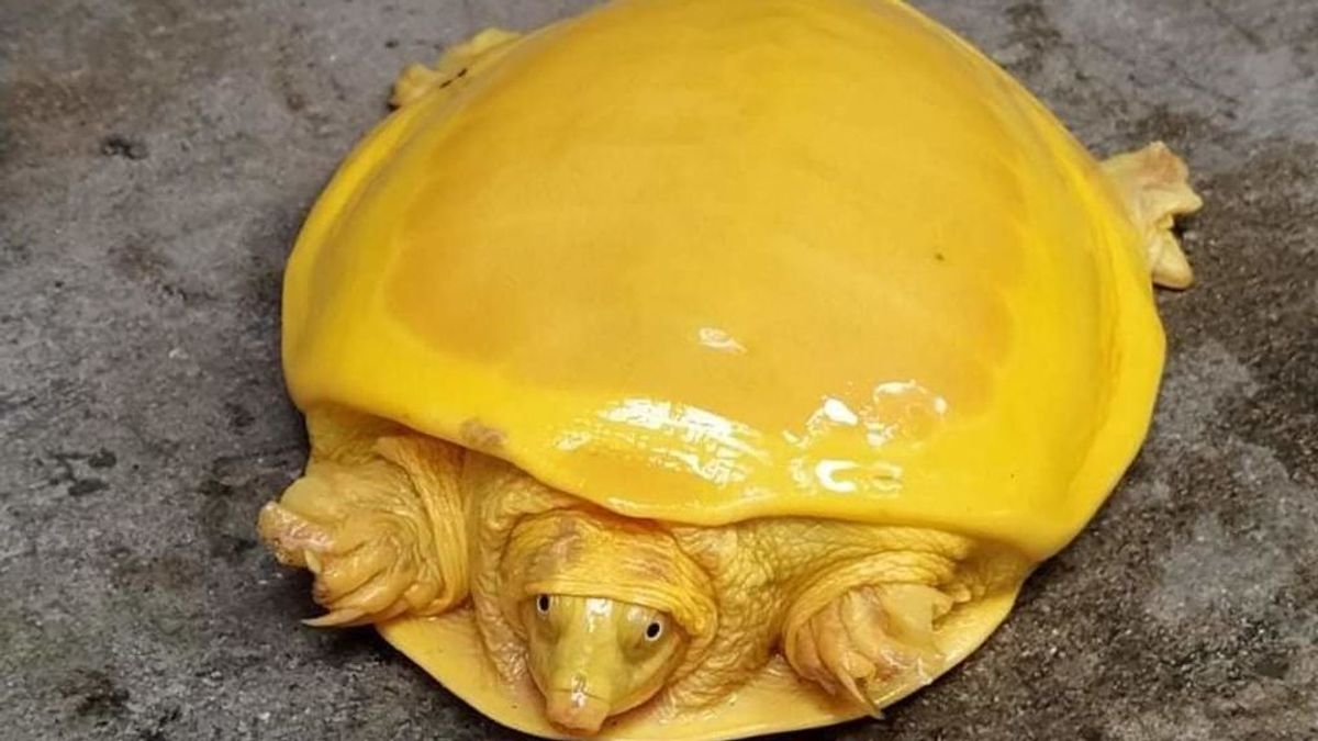 La rara tortuga dorada, considerada una encarnación de los dioses, reaparece en India