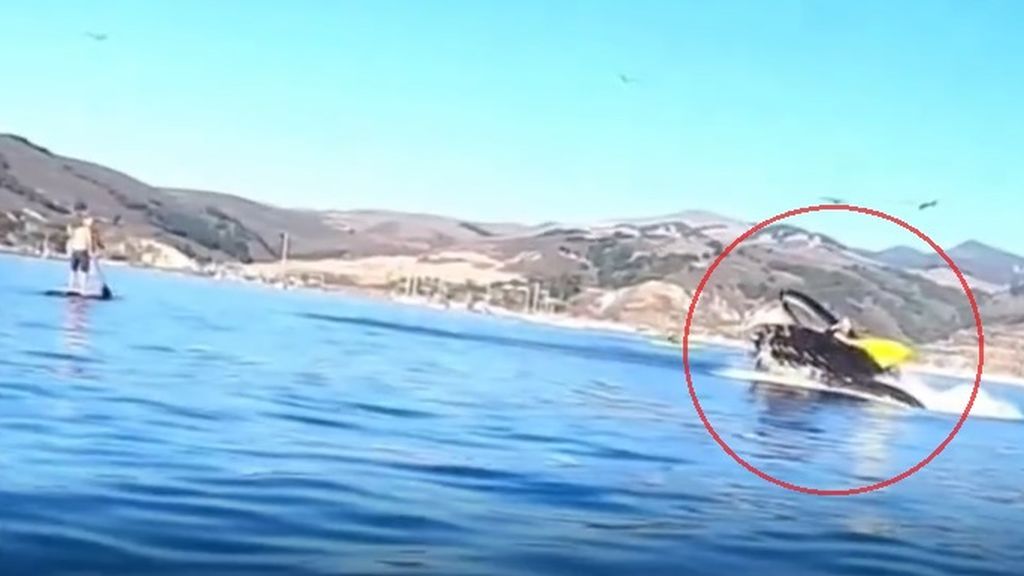 Una ballena jorobada casi se traga a los kayakistas cerca de una playa de California.