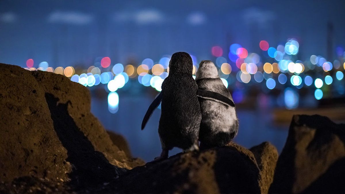 Se viraliza la fotografía de dos pingüinos supuestamente consolándose mirando al horizonte
