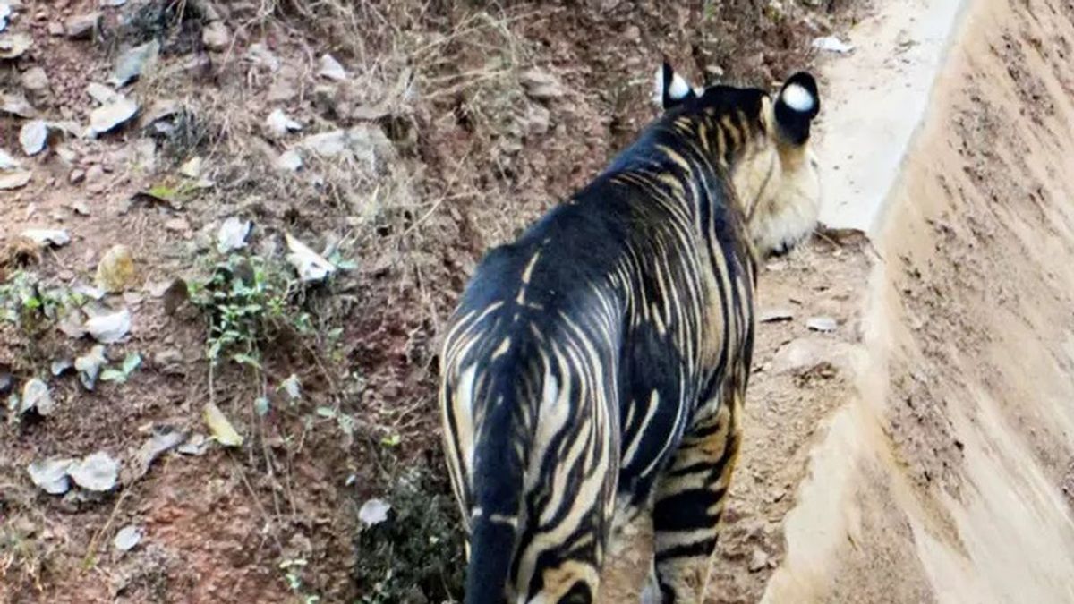 La fotografía de su vida: capta uno de los únicos seis tigres negros que quedan en el mundo