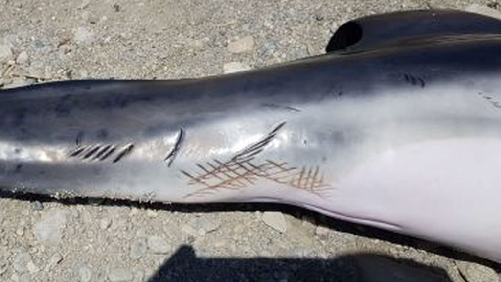 Delfines mutilados en Almería