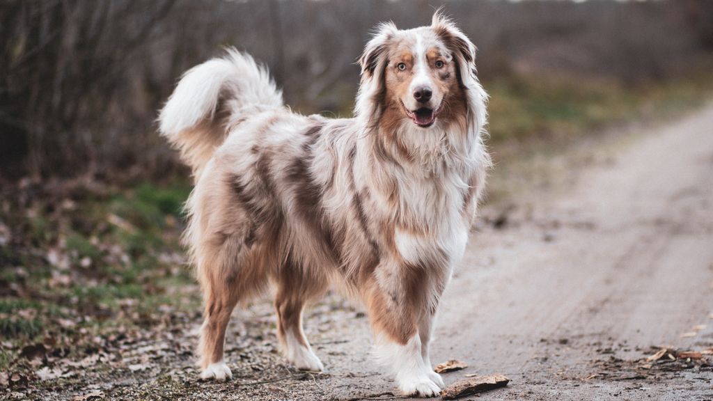 La posición del rabo en los perros puede darnos pistas sobre sus emociones