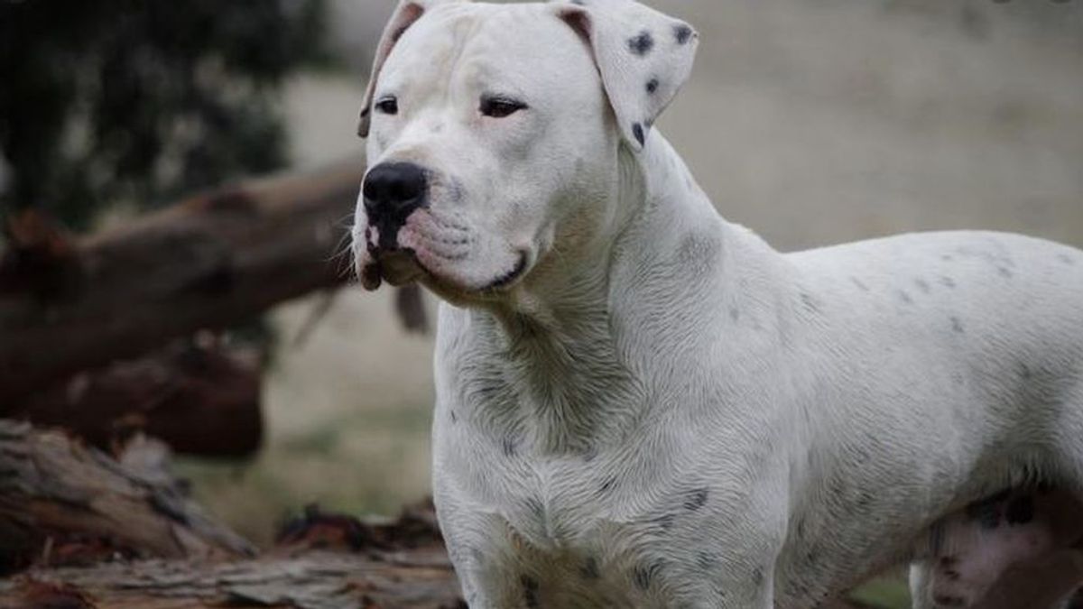 Un perro dogo ataca mortalmente a una niña de dos años en Argentina