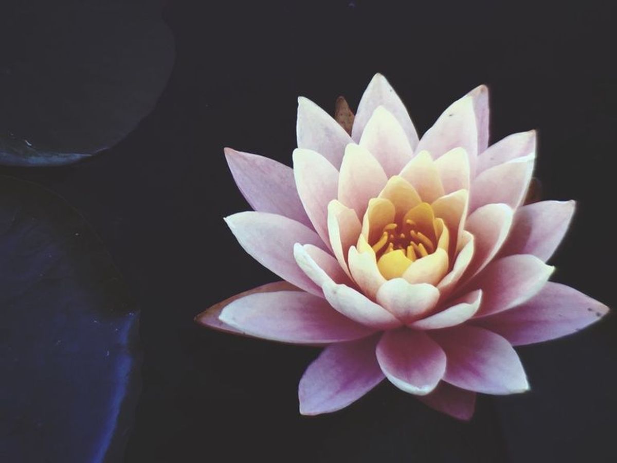 Qué significan los tatuajes de flor de loto? - Divinity