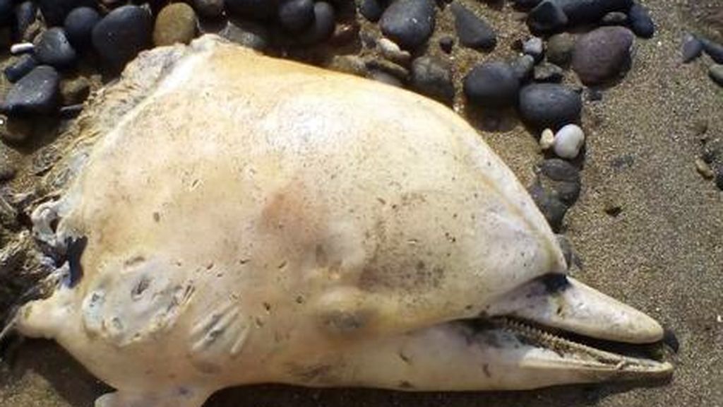 Delfines mutilados en Almería