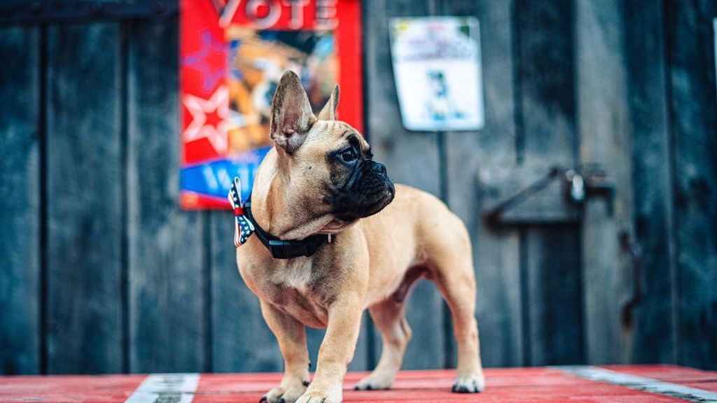 Wilbur, el alcalde canino de Rabbit Hash Wilbur, el alcalde canino de Rabbit Hash