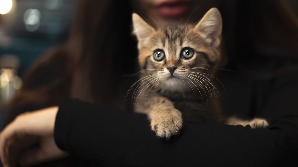 Recomendaciones de una psicóloga para gestionar la ansiedad cuando tu mascota está enferma