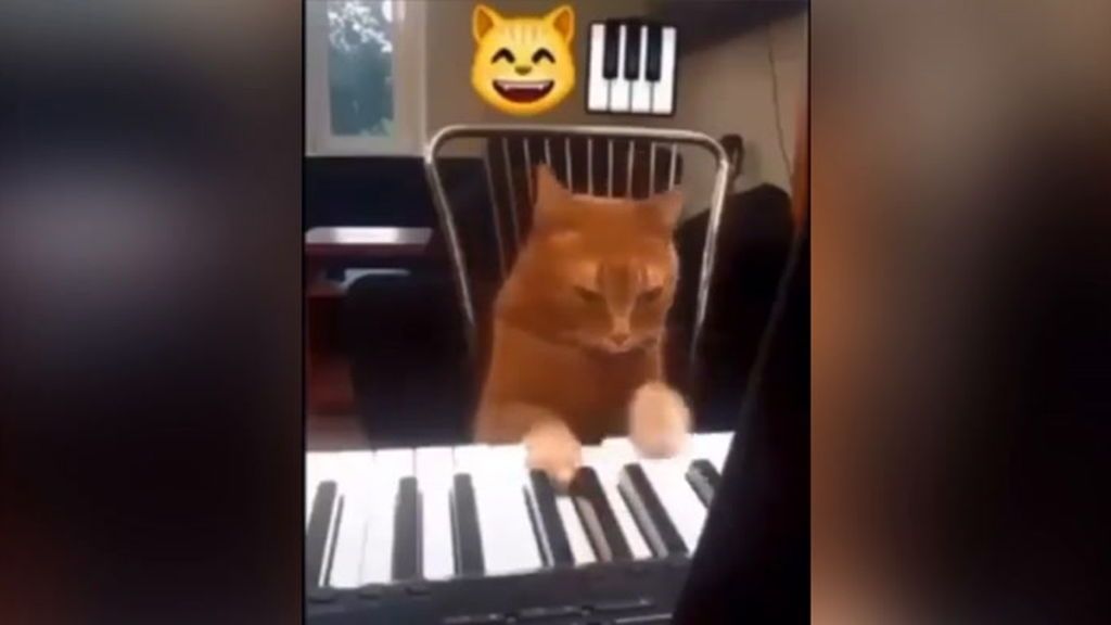 Gato tocando el piano