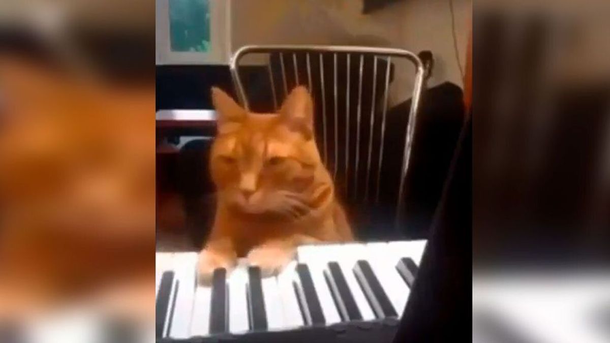 Sorpresa viral: una mujer revisa la cámara y descubre que su gato toca el piano