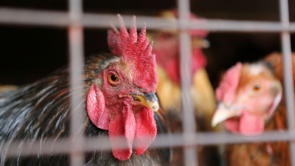 Gripe aviar en el norte de Alemania: detectan una treintena de nuevos casos