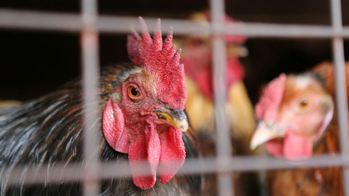 Gripe aviar en el norte de Alemania: detectan una treintena de nuevos casos Gripe aviar en el norte de Alemania: detectan una treintena de nuevos casos