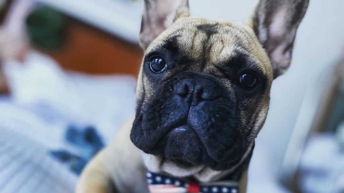 Wilbur Beast, el bulldog francés que se ha convertido en alcalde de un pueblo de Estados Unidos