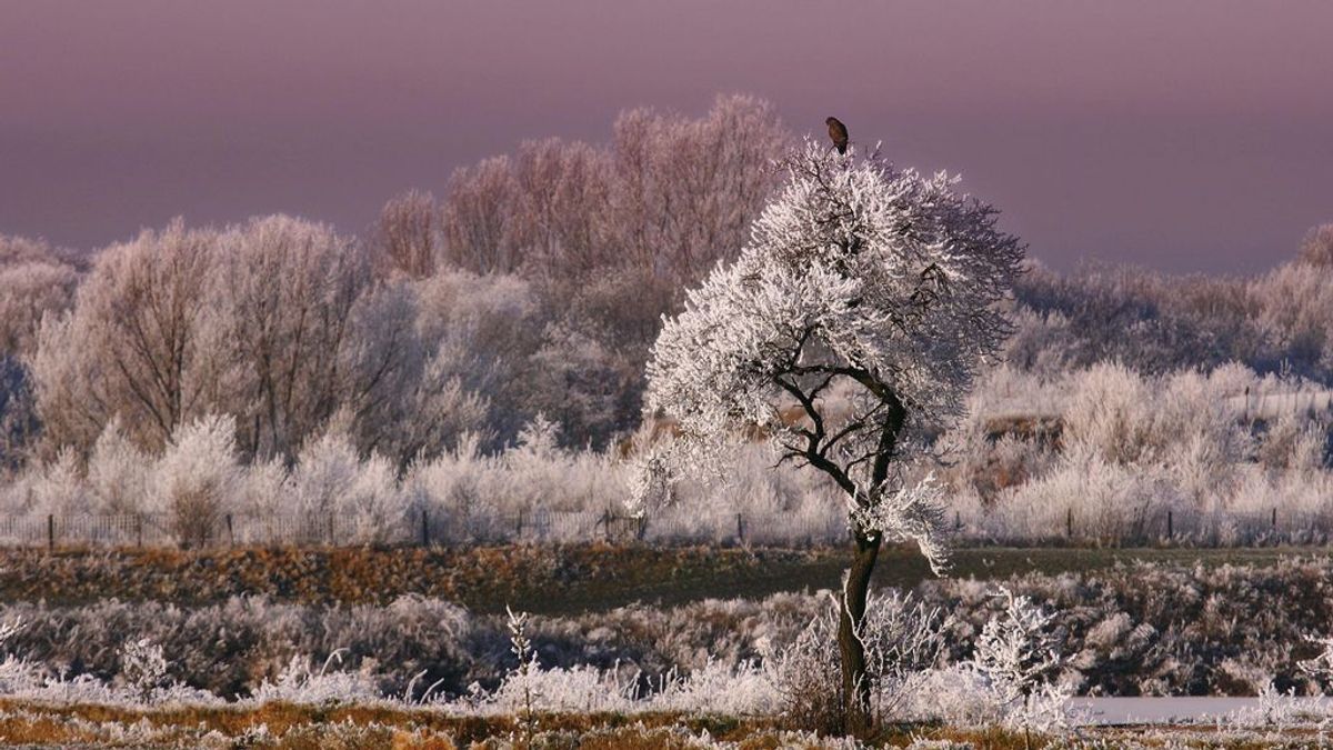 La niebla se puede congelar y es de los espectáculos más bellos del otoño-invierno