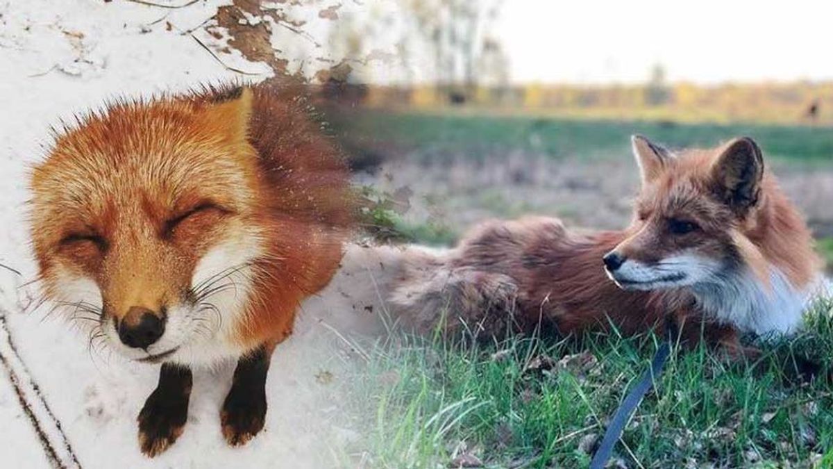Un chico rescata un zorro de una granja de pieles y lo cría como un perro en su casa