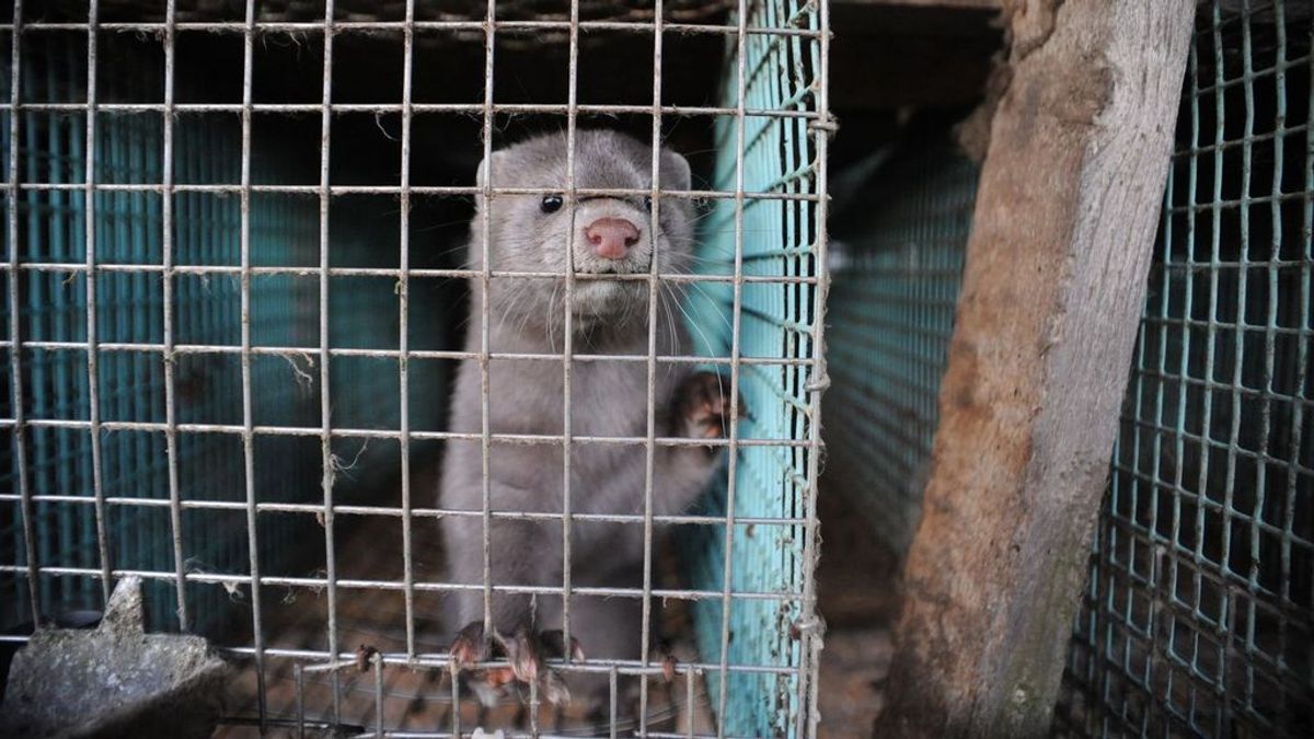 Países Bajos revela una nueva mutación del COVID: de humanos a visones Países Bajos revela una nueva mutación del COVID: de humanos a visones