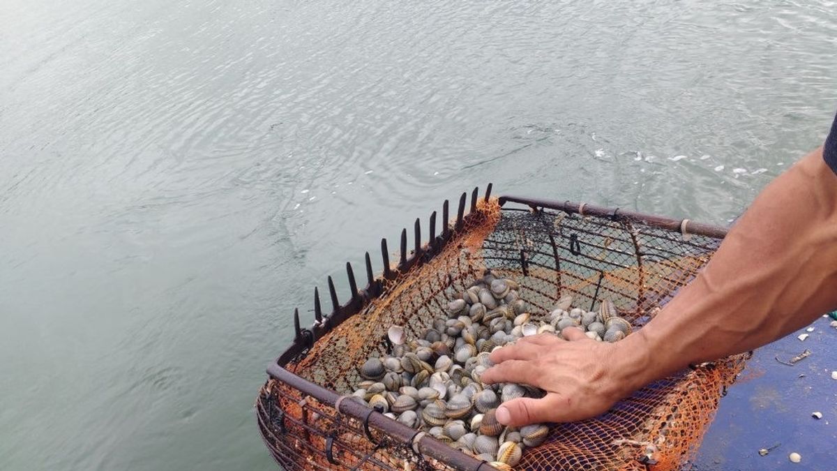 Roban en la Ría de Arousa 5.200 berberechos de incalculable valor científico Roban en la Ría de Arousa 5.200 berberechos de incalculable valor científico