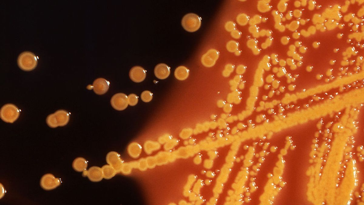 Las bacterias viajan entre continentes a bordo del polvo atmosférico